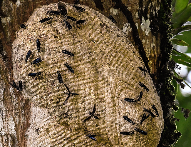 wasp nest Ceiba Macho Creek Izabal Nov 4 2016 NH DSC2939 closeup